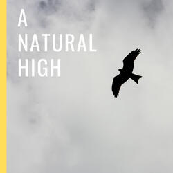 Bird Sounds For Relaxation