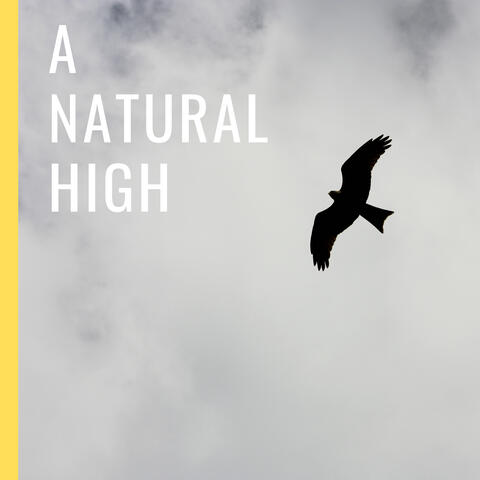 Forest Bird Sounds For Sleep & Stress Relief