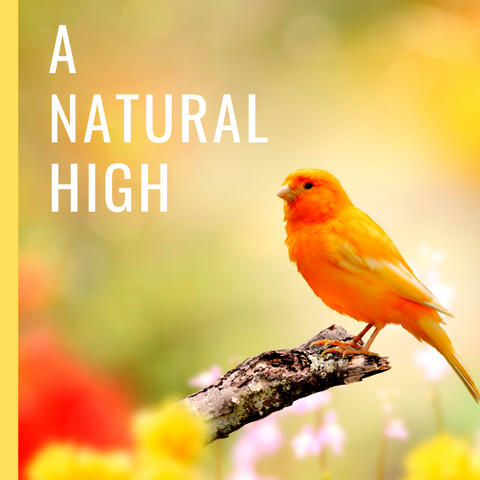 Soothing Morning Bird Sounds