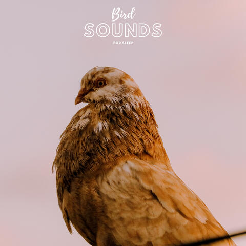 Bird Sounds For Sleep