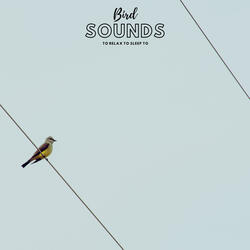 Birds & Strings