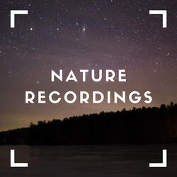 Ambient Crickets