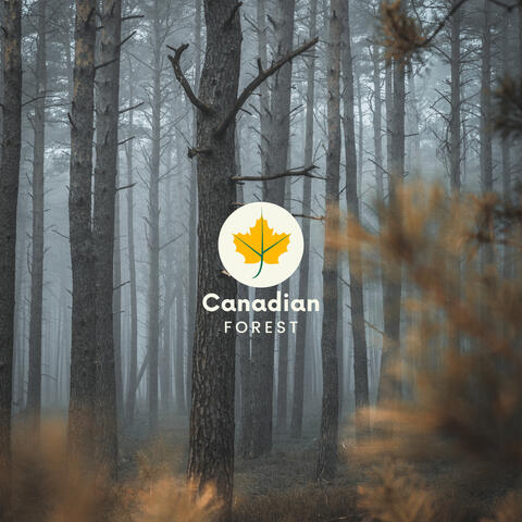 Long Trees In The Nature