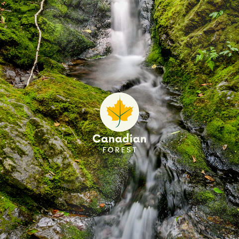 Majestic Canadian Forests