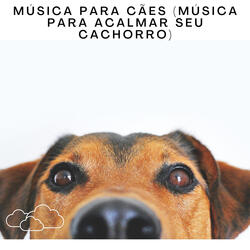 Música Para Cães (Música Para Acalmar Seu Cachorro), Pt. 37