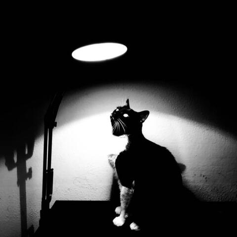 Pepito's Championship Dream