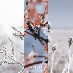 Calm Winter Snowfall