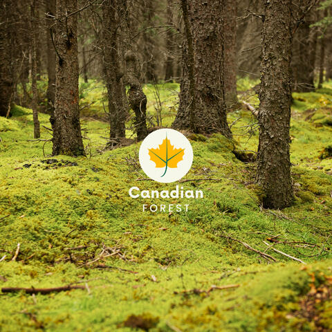 Believe In The Fallen Good Old Canadian Forests