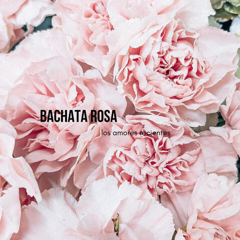 Bachata Rosa