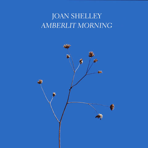 Amberlit Morning