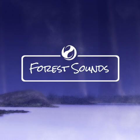 Forest Sounds In Spring