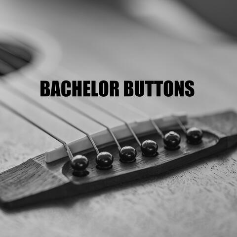 Bachelor Buttons