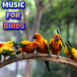 Soft Music for Birds