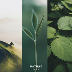 White Noise Jungle Sounds