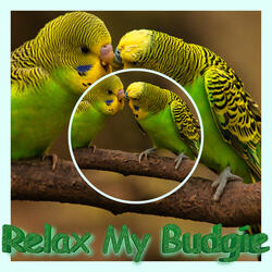 Piano Music for Birds