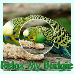 Bird Sleep