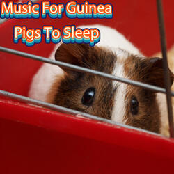 Guinea Pig Sleeping