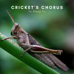 Cricket's Lullaby