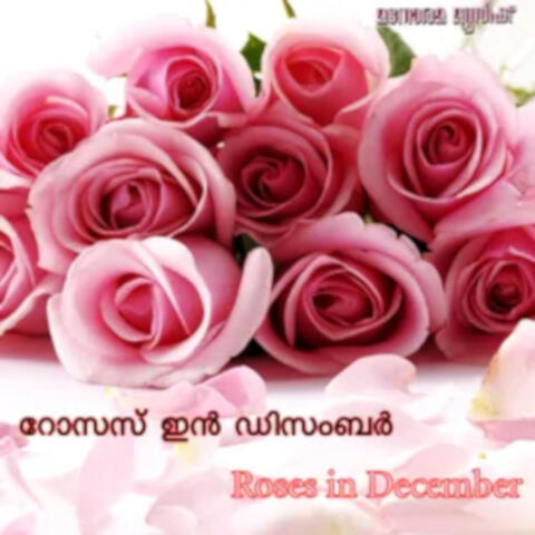 Roses In December