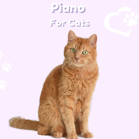Piano for Cats