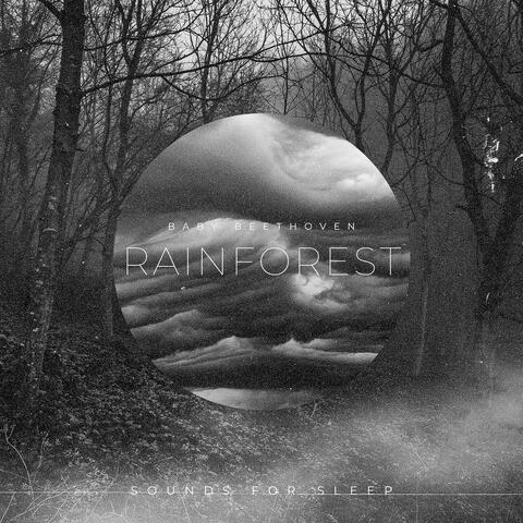 Rainforest- Sounds for Sleep