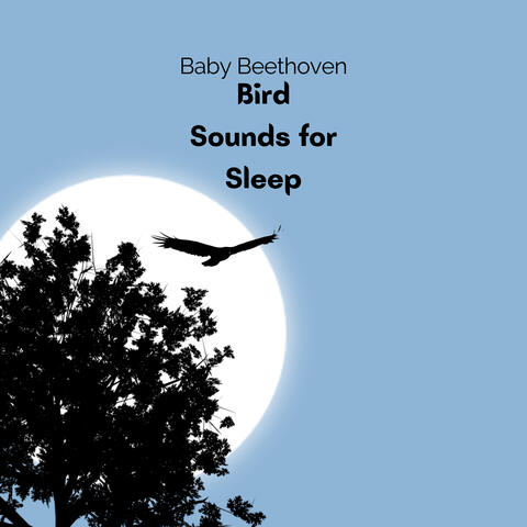 Bird Sounds for Sleeping