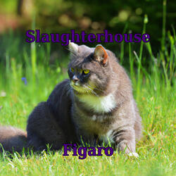 Figaro