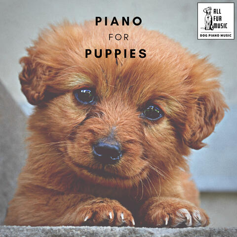 Piano for Puppies