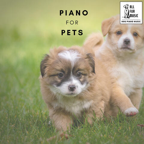 Piano for Pets