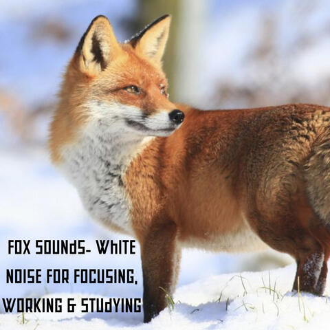 Fox Sounds- White Noise for Focusing, Working & Studying