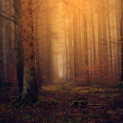 Footsteps Across a Shallow Pond