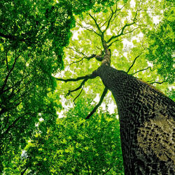 ASMR The Sound of a Vacuum Cleaner