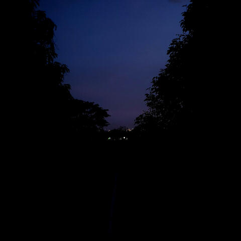 The Last Night Bloom