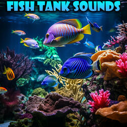 Calming Fish Tank Sounds