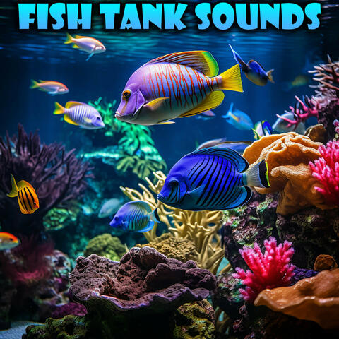 Calming Fish Tank Sounds