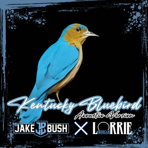 Kentucky Bluebird
