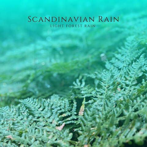 Light Forest Rain