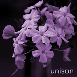 Unison