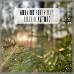 Morning Birds May