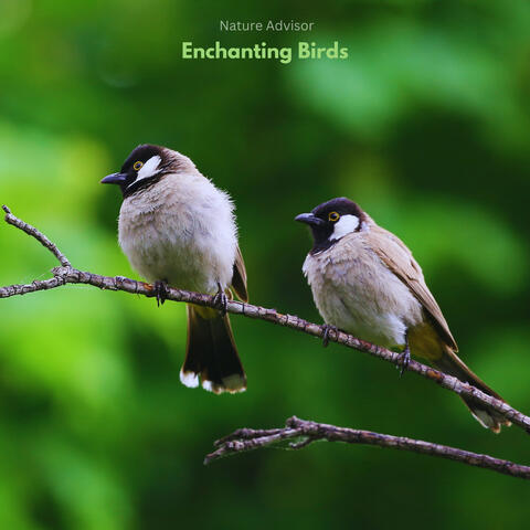 Enchanting Birds