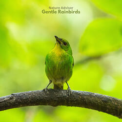 Gentle Rainbirds