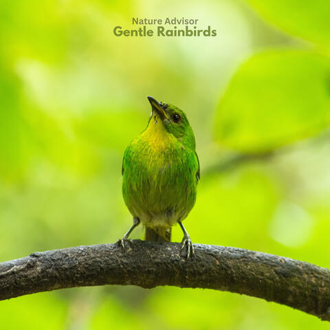Gentle Rainbirds