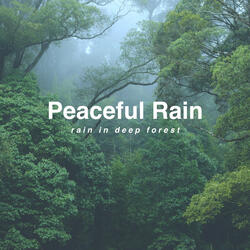 Rain & Birds in the Forest