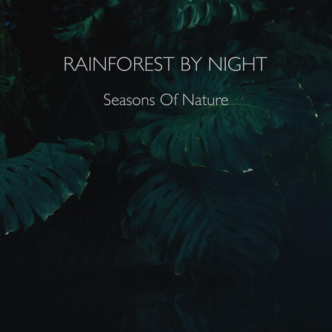 Rainforest By Night