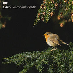 Birds In The Woods
