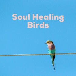 Soul Healing Birds