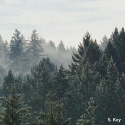 Close To The Nature (Birds)