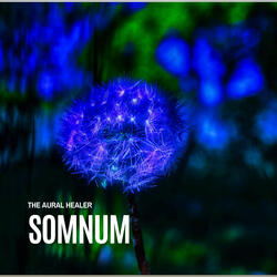 Somnum