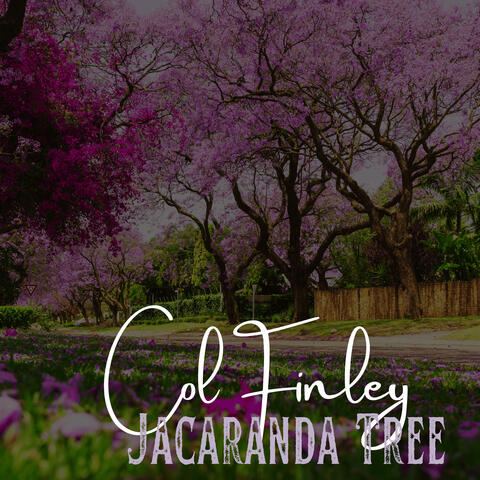 Jacaranda Tree