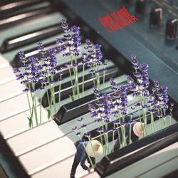 lavender